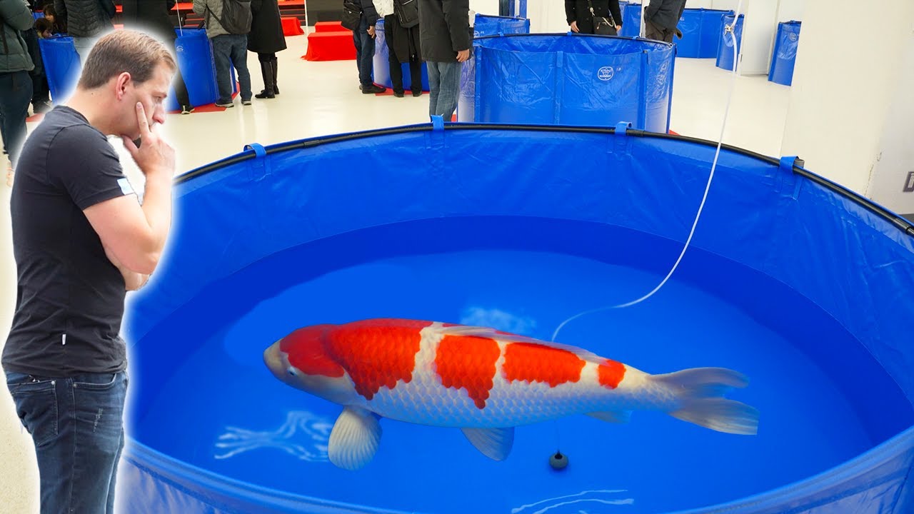 All Award Winning Koi Fish **Kokugyo** Up to 1 Meter!!