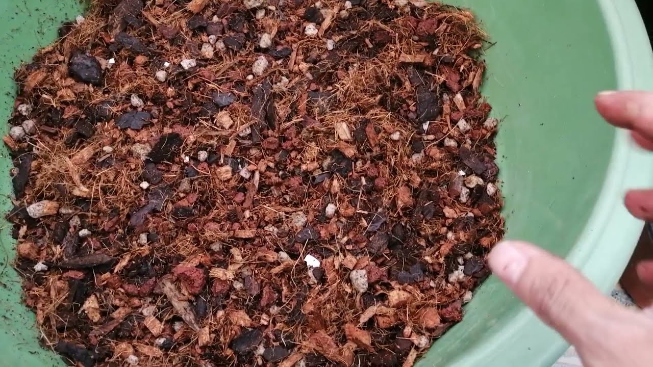 Sustrato básico para orquídeas oncidium, odontoglasum, bellearias, etc.
