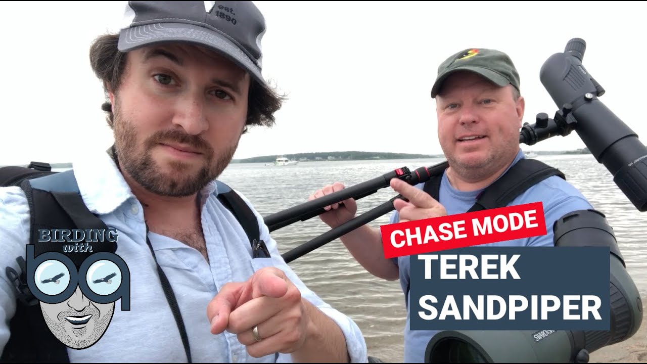 The Most Rare CHASE MODE Yet: Terek Sandpiper!!!