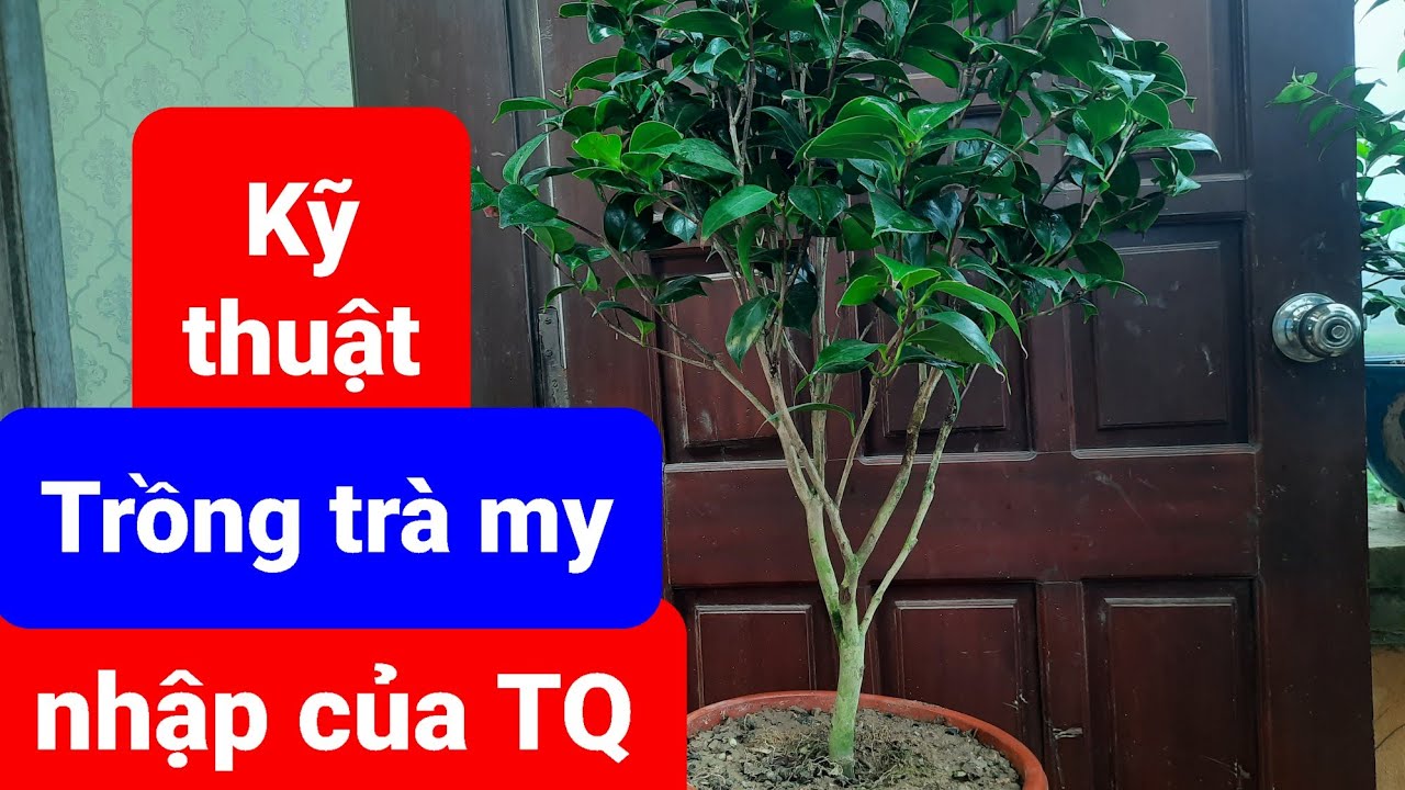 Kỹ thuật trồng trà my nhập Tàu