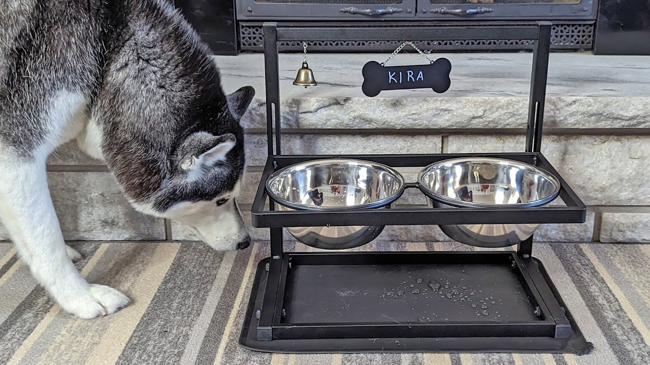 Is This the BEST Elevated Dog Bowl?