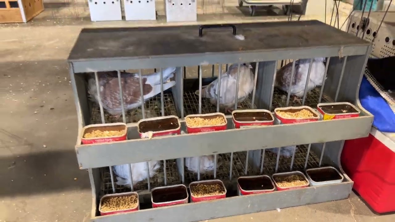 CoopCast Show #27 = 2022.10.28 (Friday) National Young Bird Show Louisville, KY