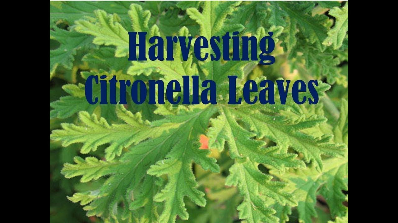 End of Season - Harvesting Citronella (Pelargonium citrosum) Leaves