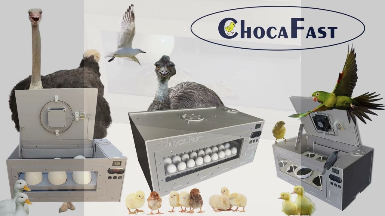 Choca completa de Ovos de Avestruz com a ChocaFast
