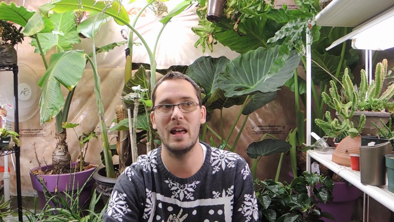 Ensete Banana Corm Division Update