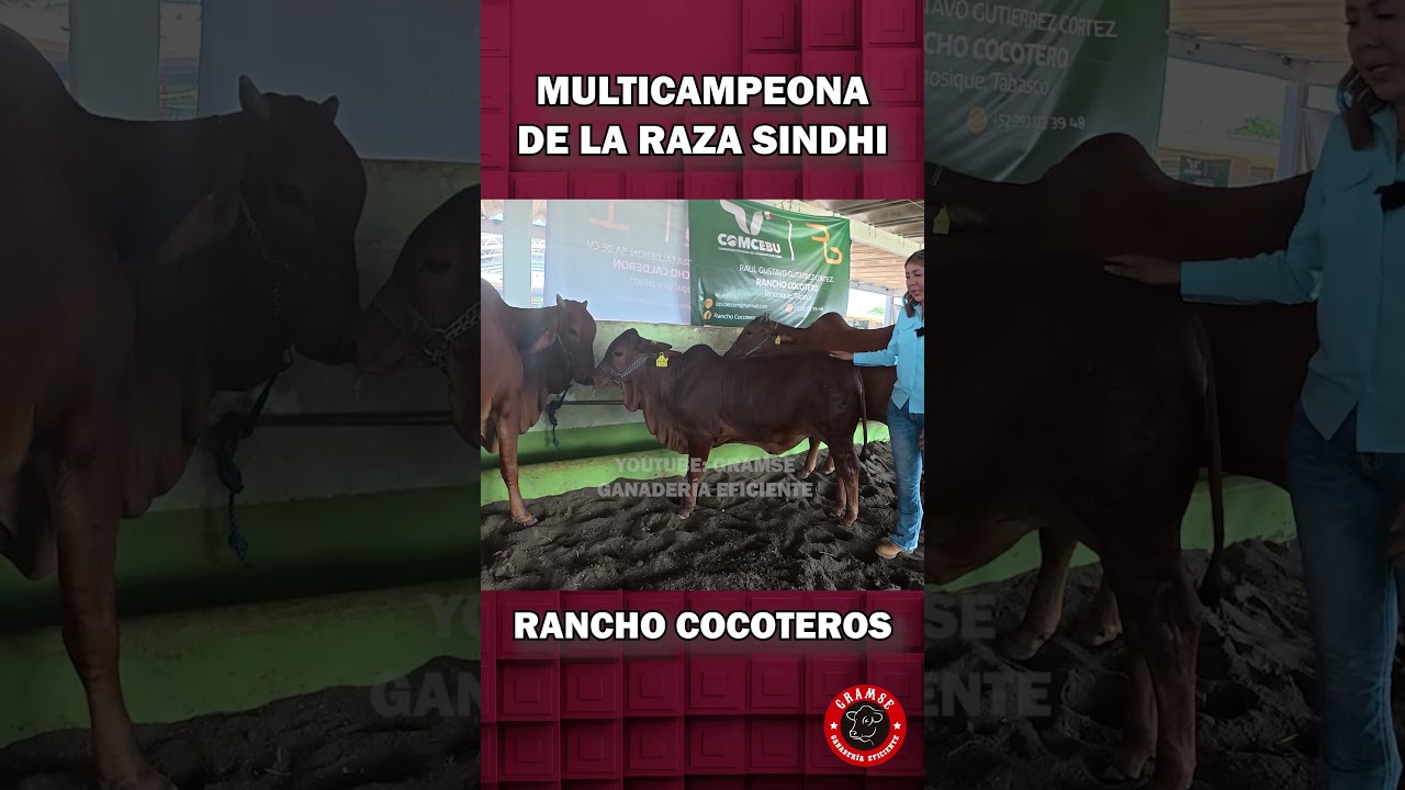 Vacas Red Sindhi campeonas de Rancho Cocoteros #cebu #vacas #ganaderia #agropecuario