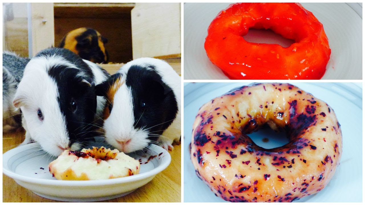 Doughnuts For Guinea Pigs | How to