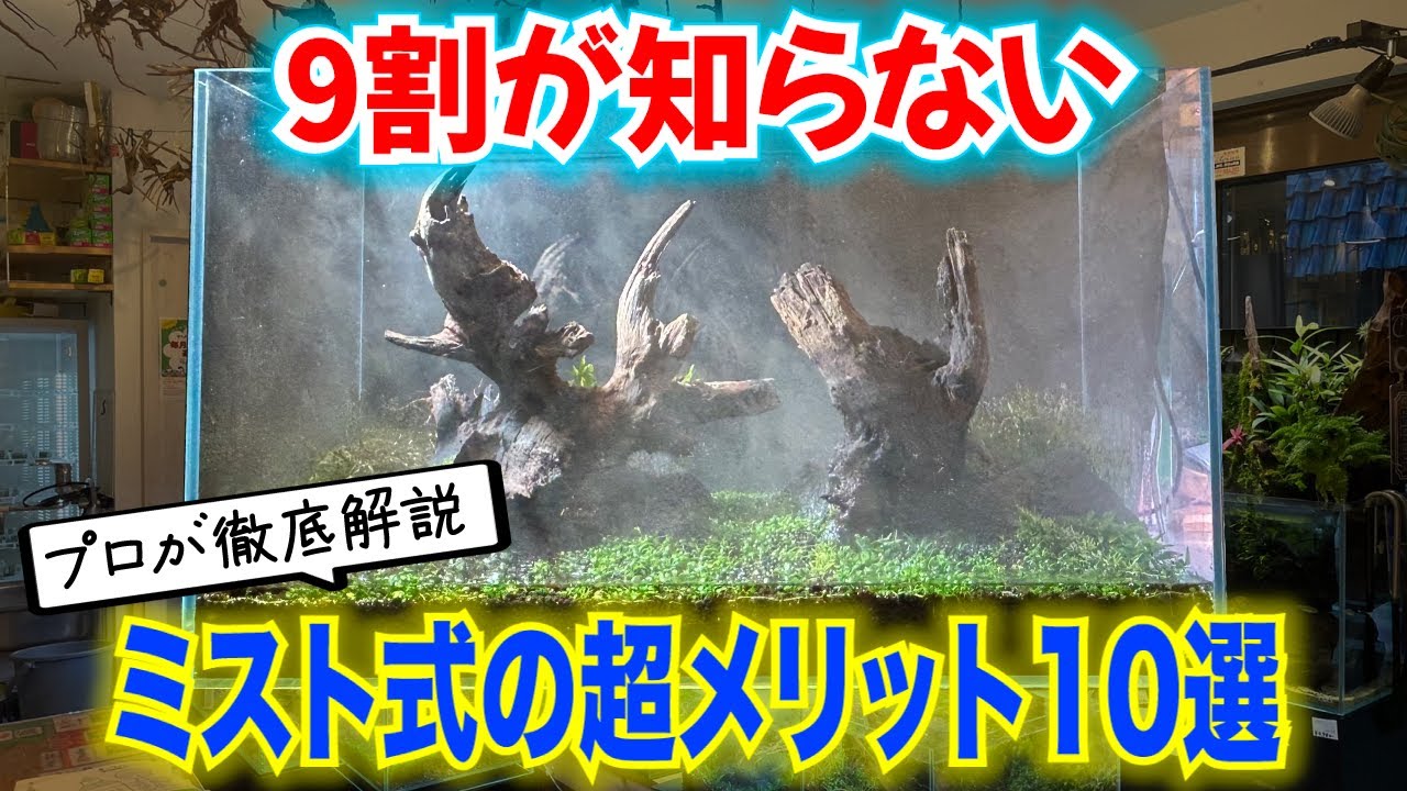 【水草水槽】プロがミスト式立ち上げをオススメする強力なメリット！〜アクアリウムin地球70