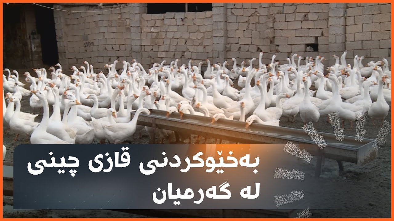 لە گەرمیان قازی چینی و بولگاری بەخێو دەکرێن