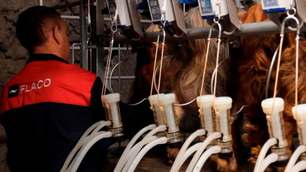 FLACO Sala de ordeño para cabras en línea baja 1x24