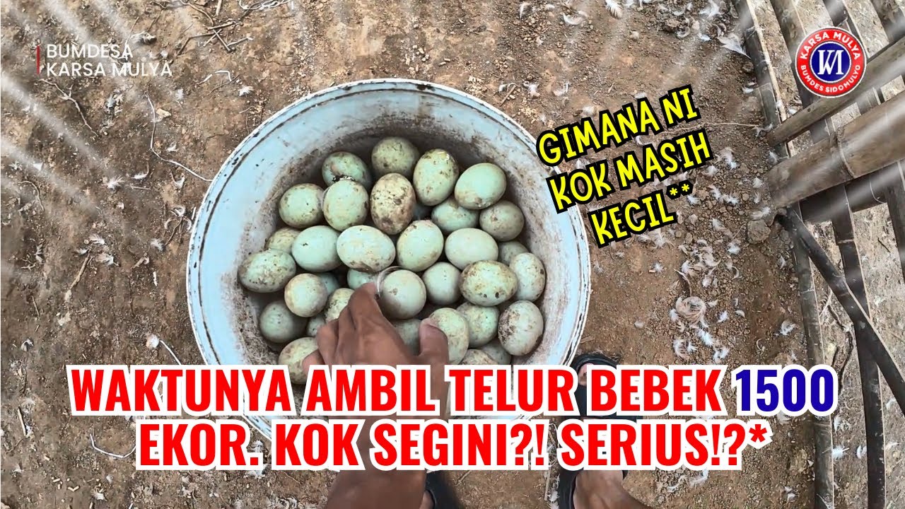 WAKTUNYA AMBIL TELUR BEBEK 1500 EKOR, KOK SEGINI! SERIUS?!* #bebek #telur #petelur #kandang #panen
