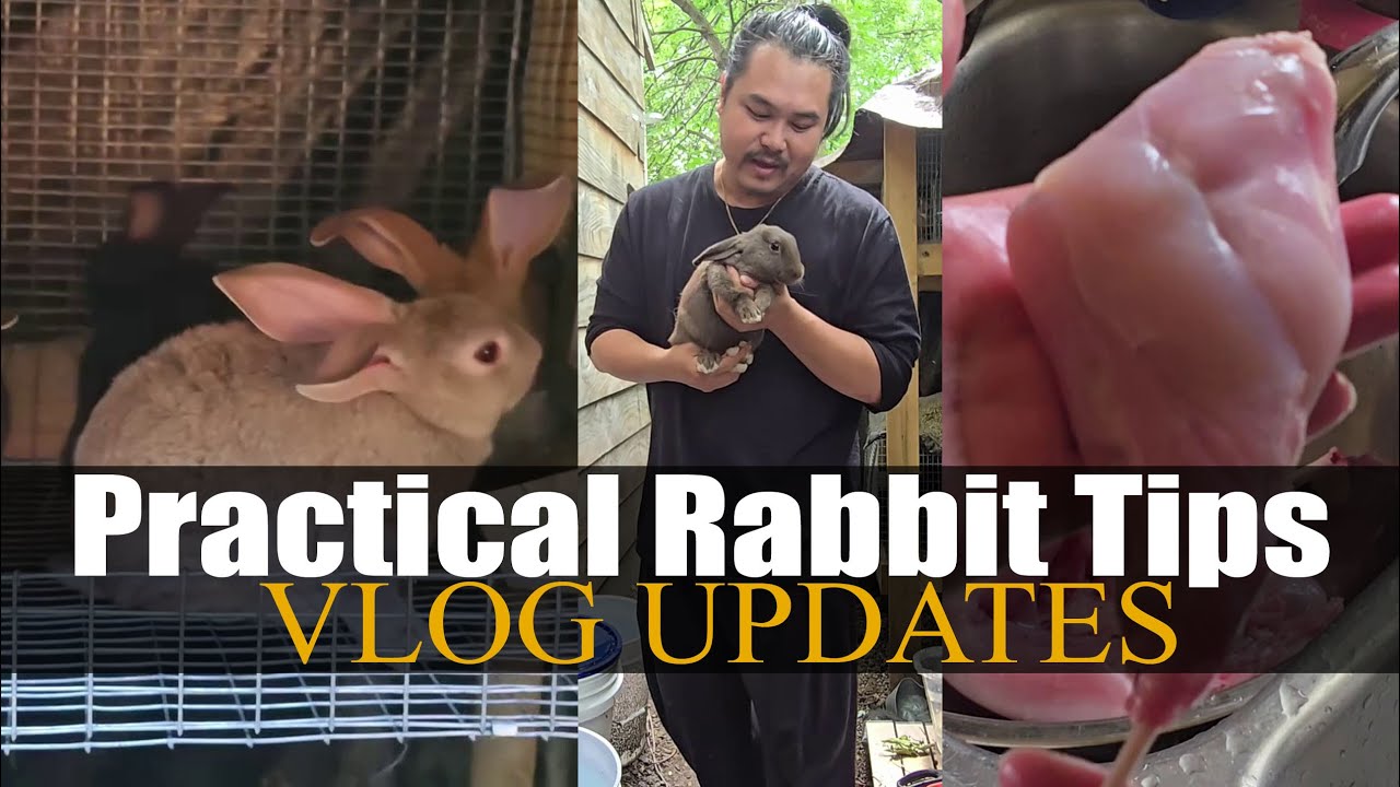 Real Life Rabbit Tips and Experience