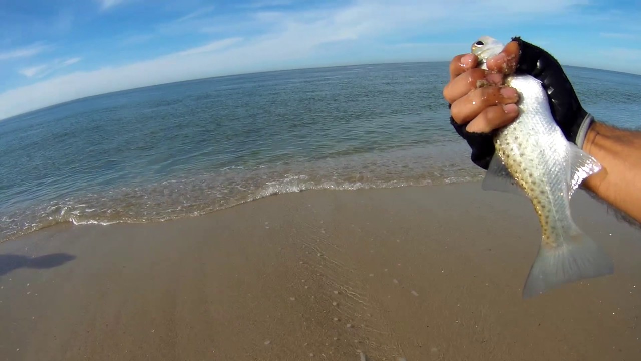 LRF FISHING Catch & Release (seabass, mackerel)