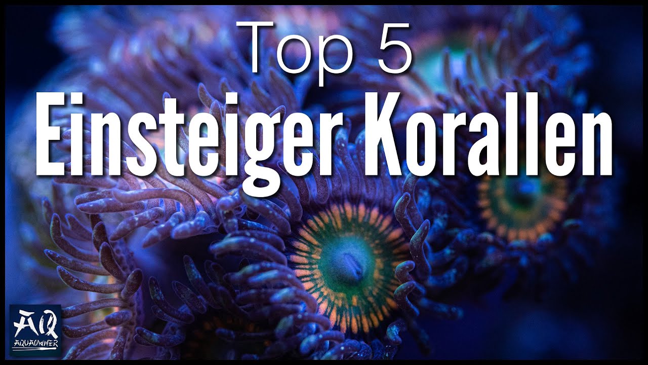 Top 5 Einsteiger Korallen f&uuml;r dein Meerwasser Aquarium | AquaOwner