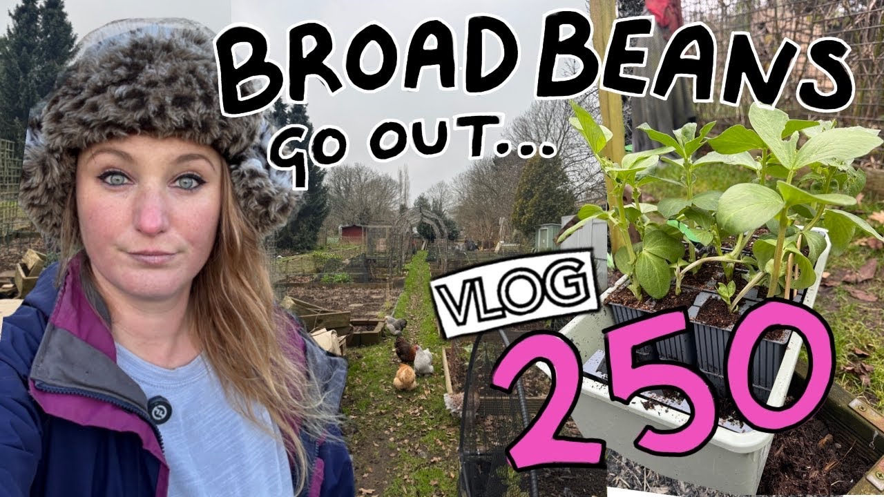 Winter on the Allotment - Broad Beans go out and Nest Boxes for the Girls go in! Ep 250 || Plot 37