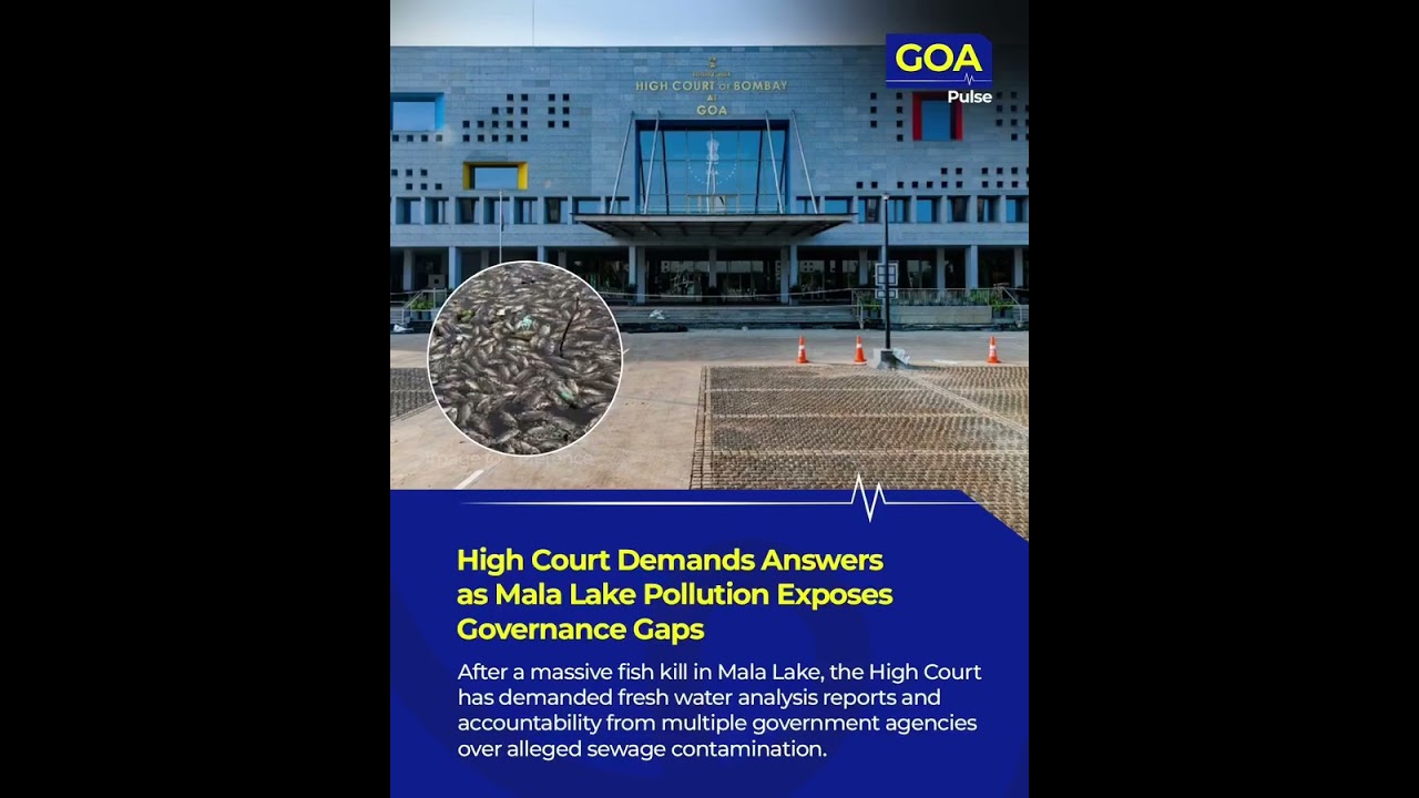 Bombay High Court Seeks Answers Over Mala Lake Fish Deaths in Goa | Pollution Under Scanner