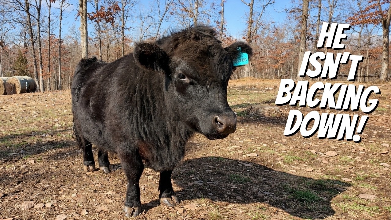 A New CHALLENGER On the Farm!