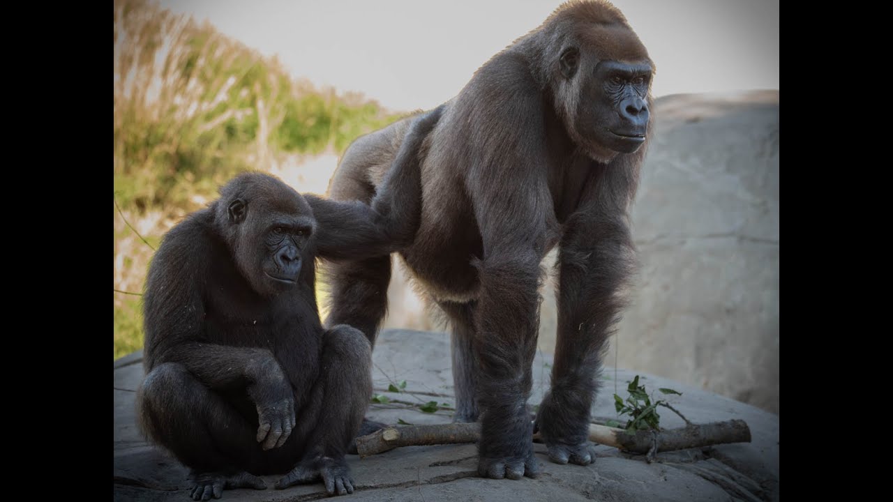 OKC Zoo Gorillas on the Line