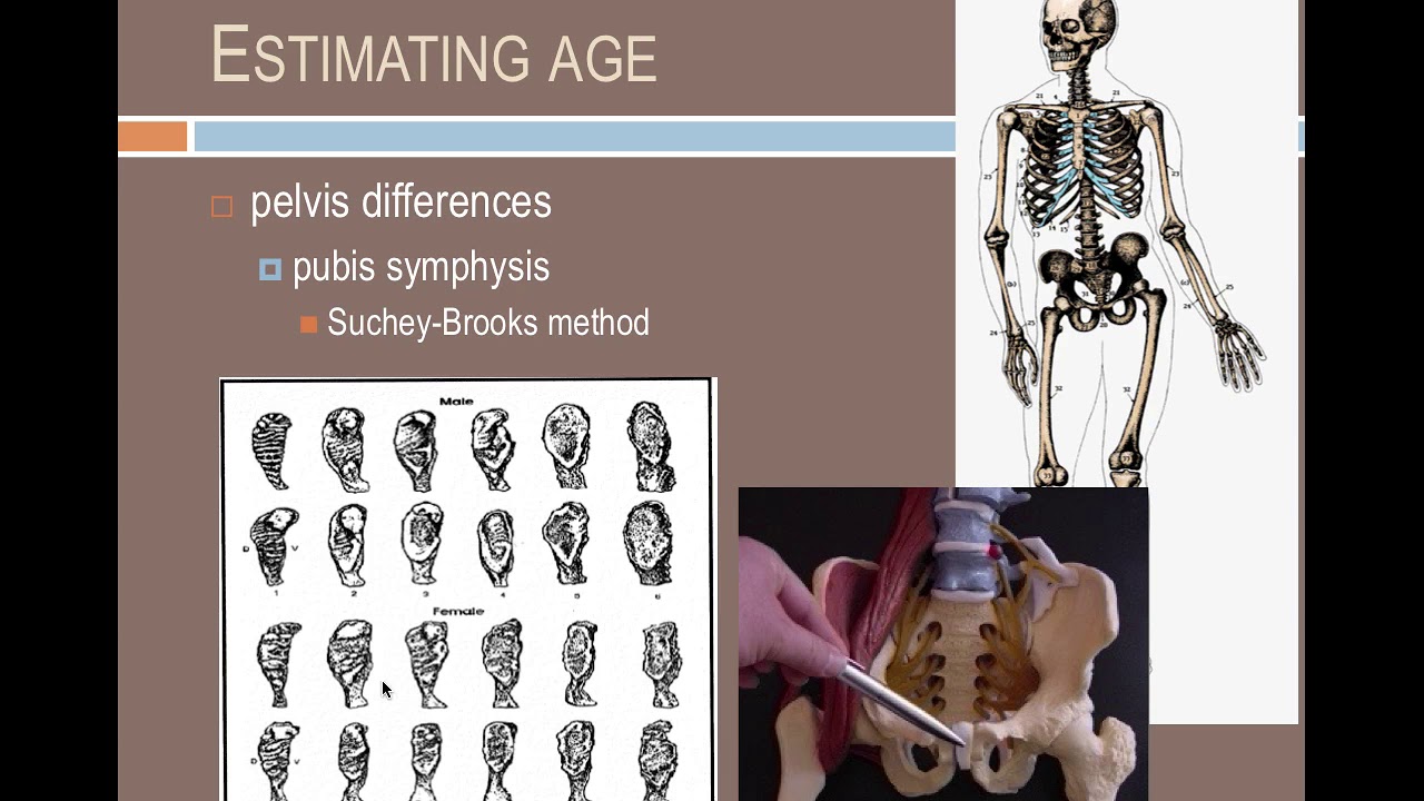 Forensic Anthropology: Identifying individuals