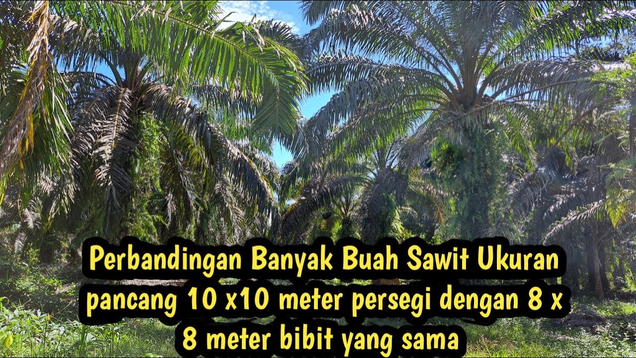 Perbandingan Sawit Ukuran 10 x 10 meter dengan Ukuran 8 x 8 meter