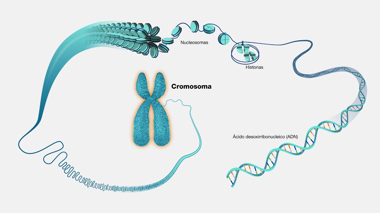 La cromatina (curso de biología molecular)