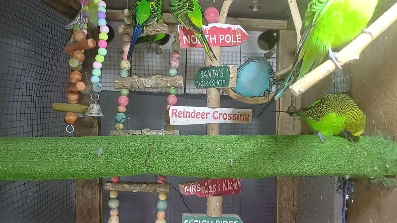 💰🦜How Much Is the Most Expensive Parrot?