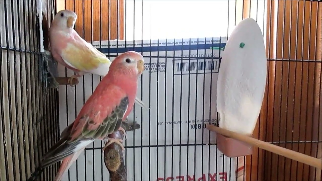 NEST BOXES GO UP IN 2022. EAGER BOURKE'S PARAKEET HENS!