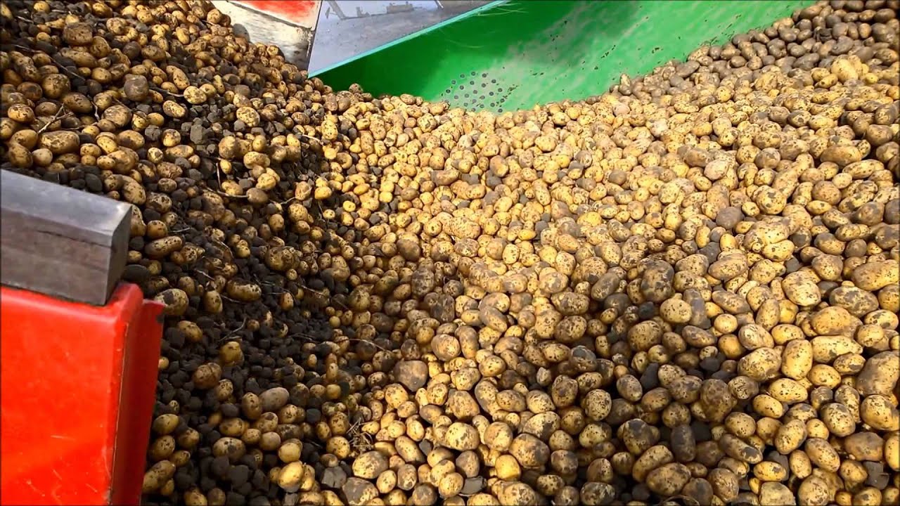 Aardappelen rooien en inschuren Koninklijke Maatschap de Wilhelminapolder 2014 - Potato harvest KMWP