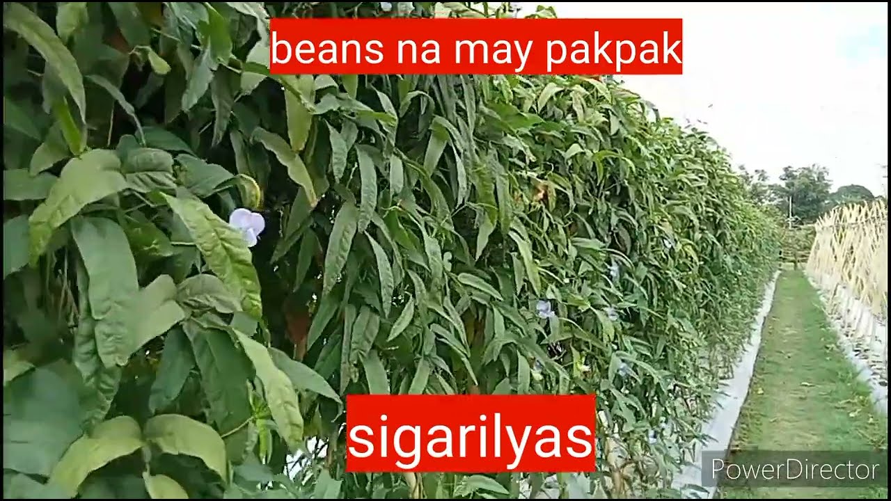 Sigarilyas - Paano padaliin ang pagtatanim nito?