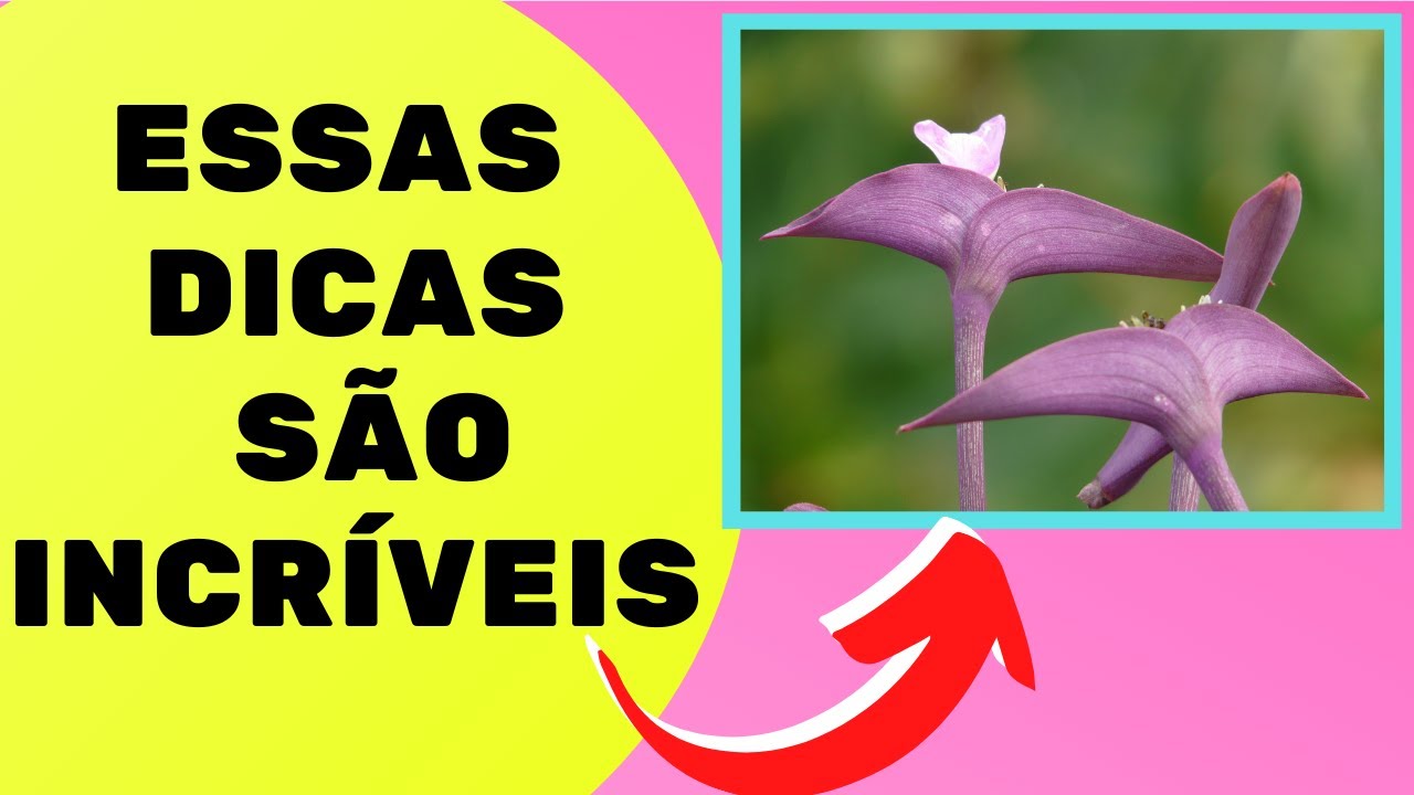 Como cuidar de Trapoeraba roxa