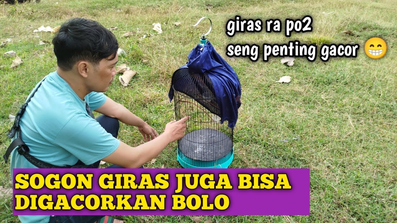 CARA MENGGACORKAN SOGON YANG MASIH GIRAS SEPERTI JET‼️
