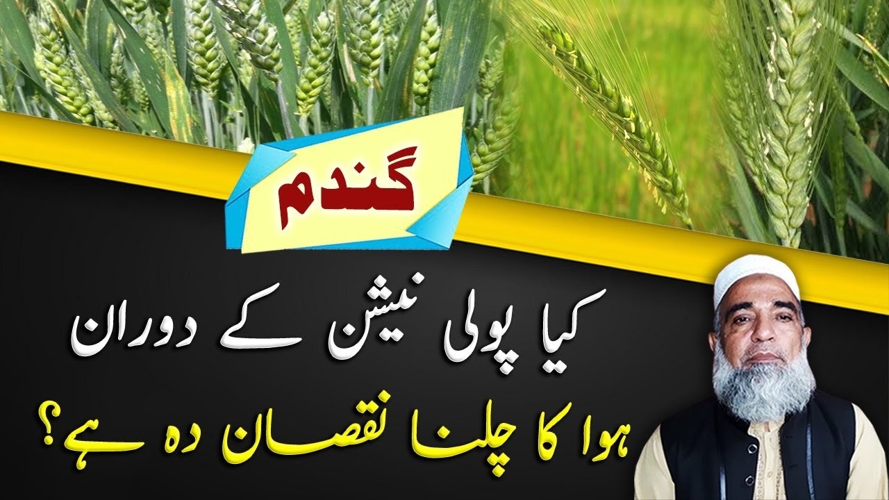 Effect of Wind on pollination of wheat crop || Crop Reformer