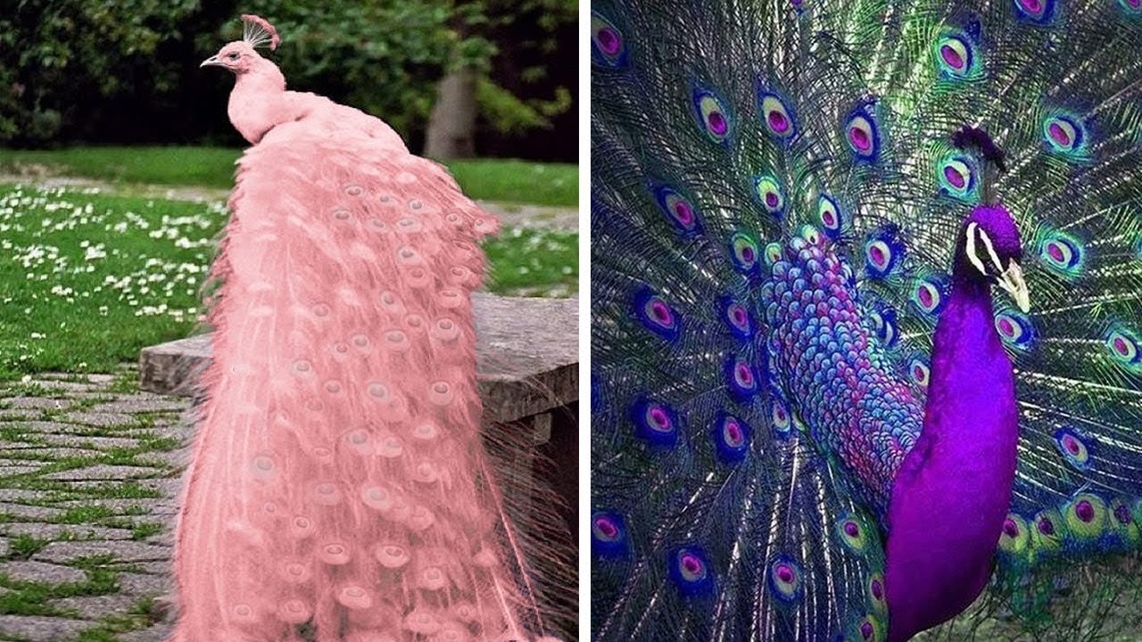 10 Pavos Reales Más Hermosos del Mundo que Querrás como Mascota