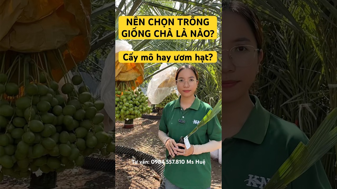 N&ecirc;n chọn trồng giống ch&agrave; l&agrave; n&agrave;o ph&ugrave; hợp! #caygiong #chala #giong #chala
