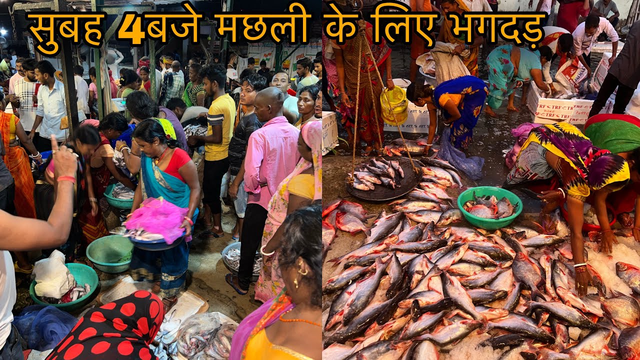 सुबह 4 बजे एक दूसरे के ऊपर लोग चढ़ कर मछली खरीदते यहाँ||सिर्फ 1 घंटे लगने वाला सबसे बड़ा Fish Market