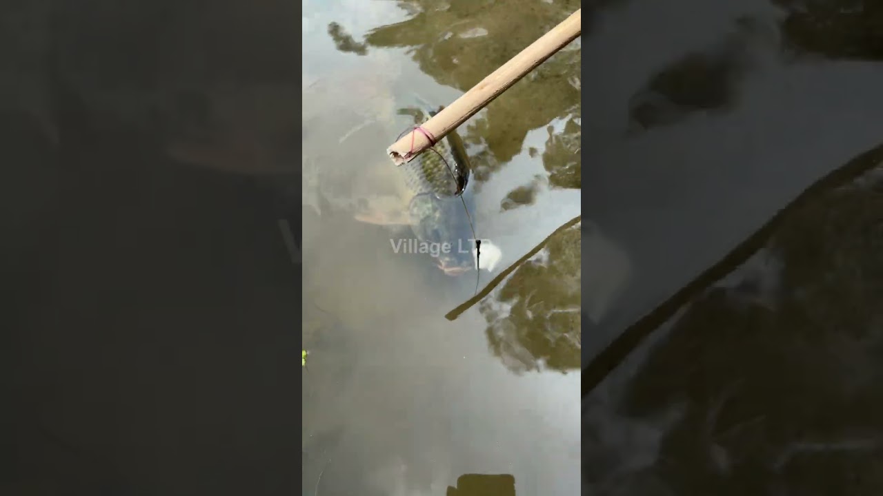 🎣 Fishing for LIFE in a Desi Village | A Day of Traditional Fishing in Rural Life 🌾 Village Ltd