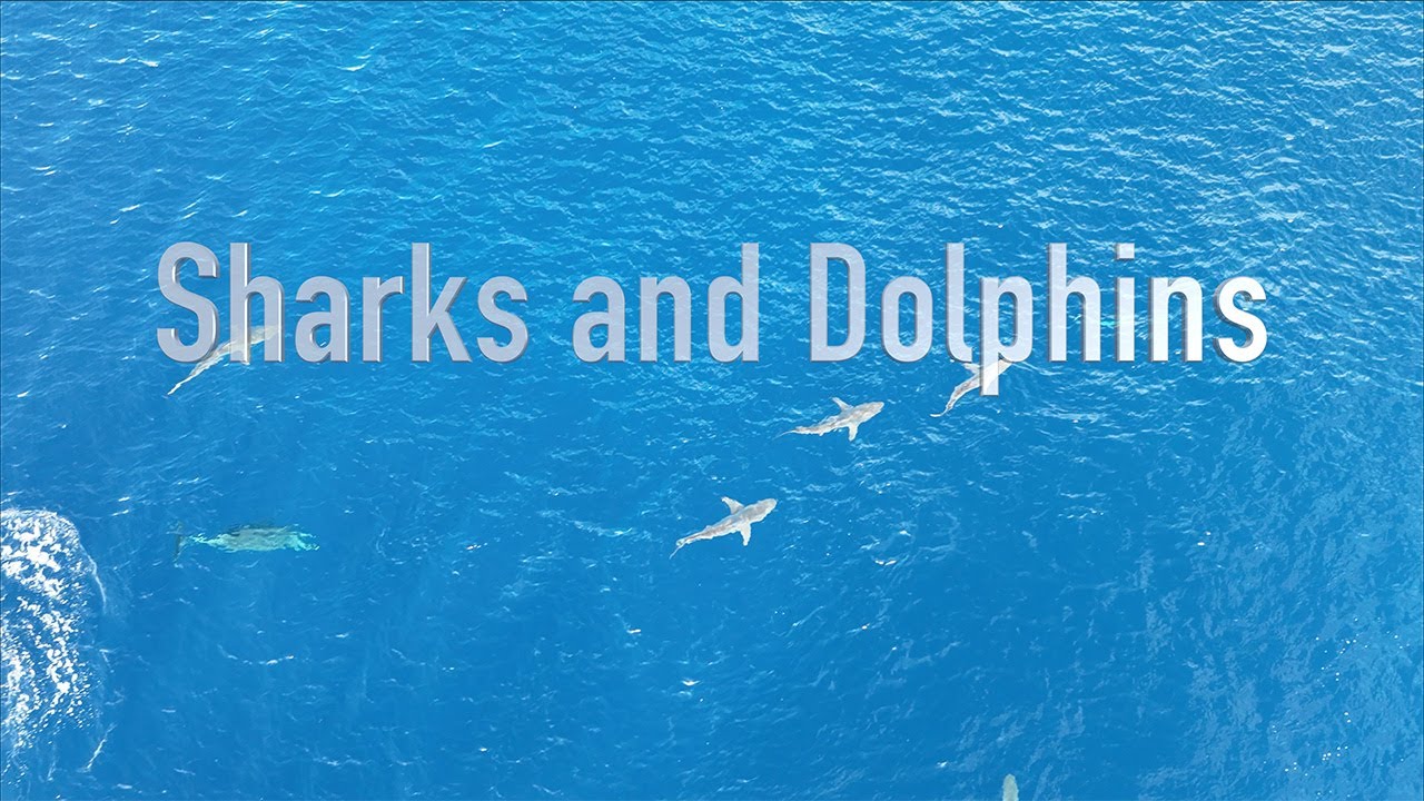 amamiisland【dolphin&shark】