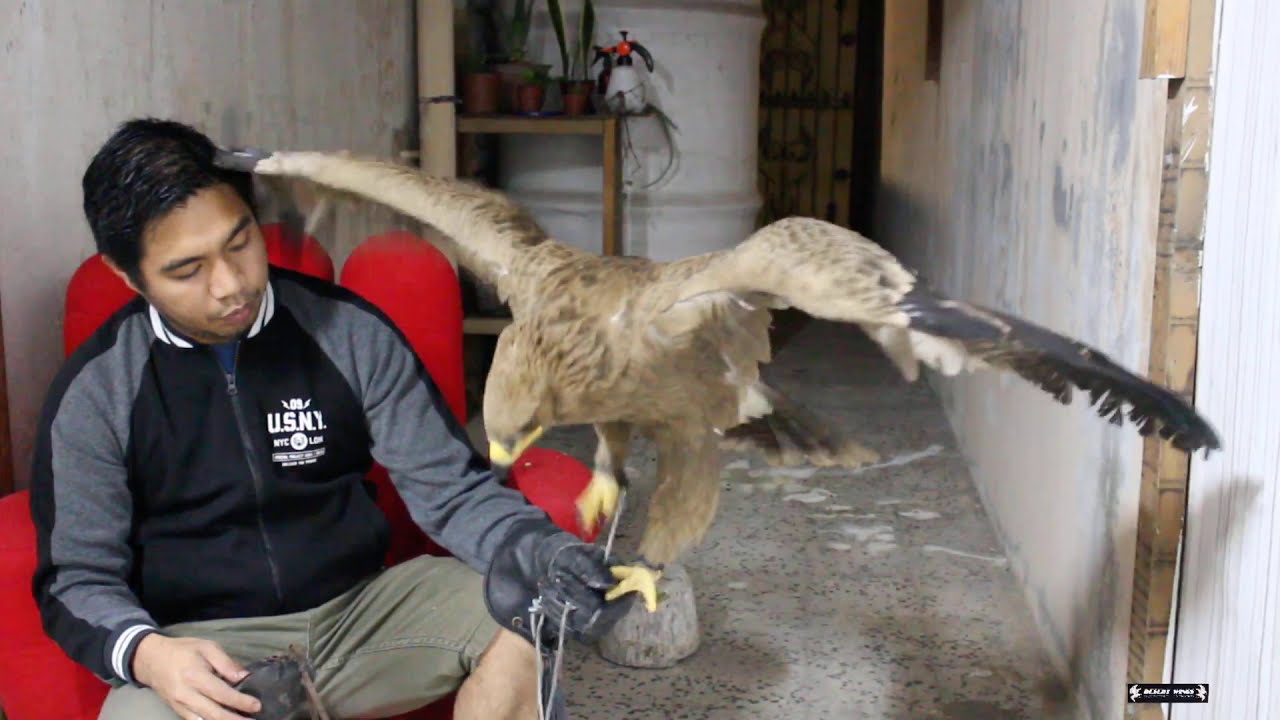 EAGLE TRAINING 