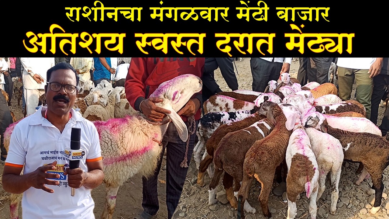 राशीनचा मंगळवार मेंढी बाजार अतिशय स्वस्त दरात मेंढ्या | राशीनचा शेळी बाजार | Goat Market Rashin 2026