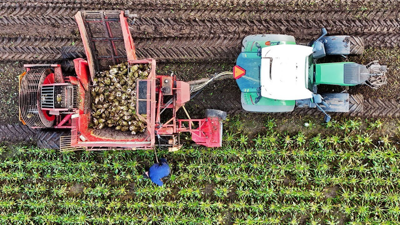 Bietenrooien met Fendt 516 Vario en Tim 2 rij bietenrooier