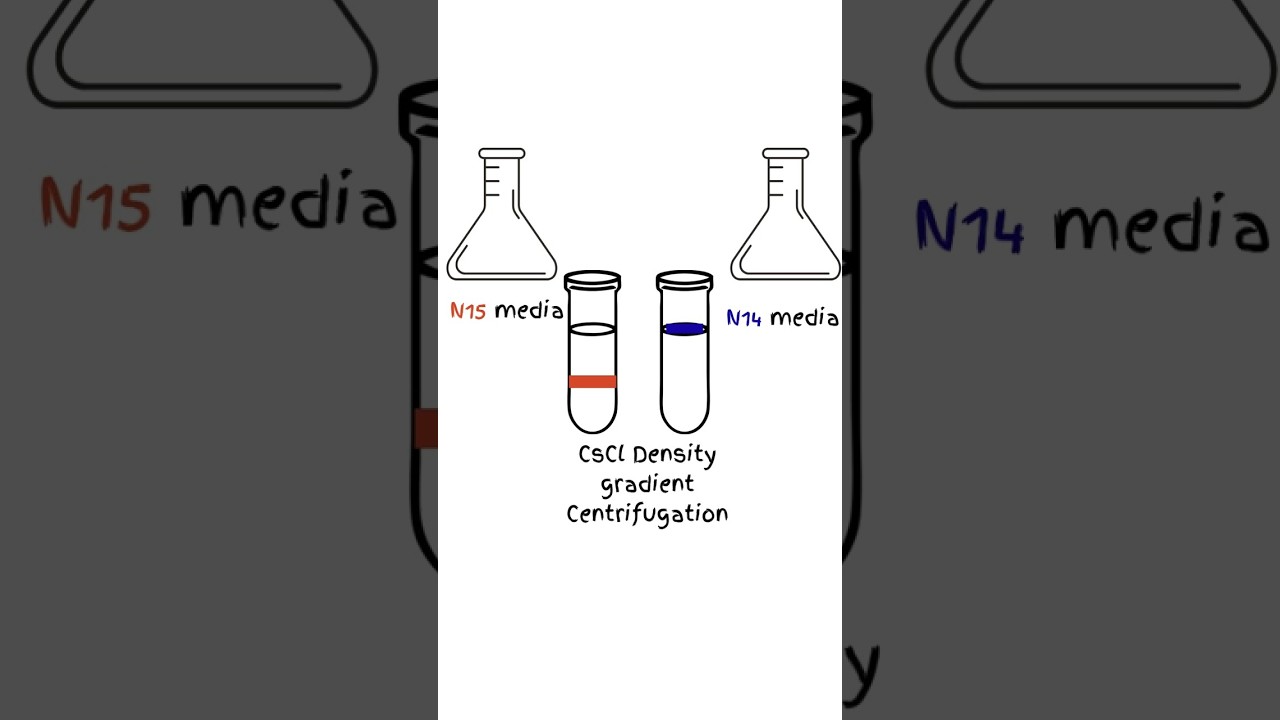 Meselson & Stahl Experiment | Quick Learning #molecularbiology