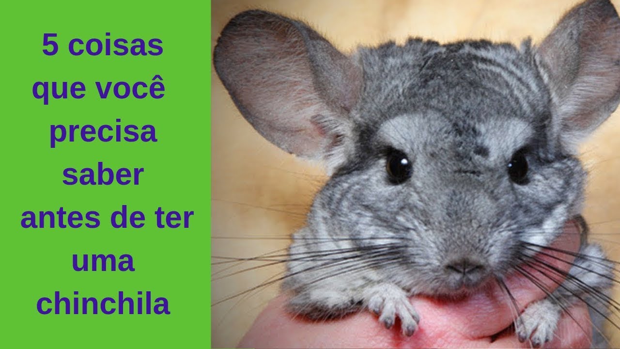 5 coisas que você precisa saber antes de ter uma chinchila