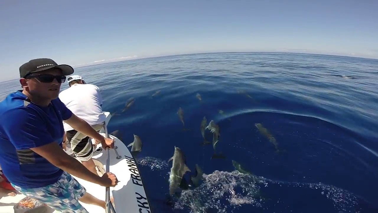 Dolphin Watching Madeira