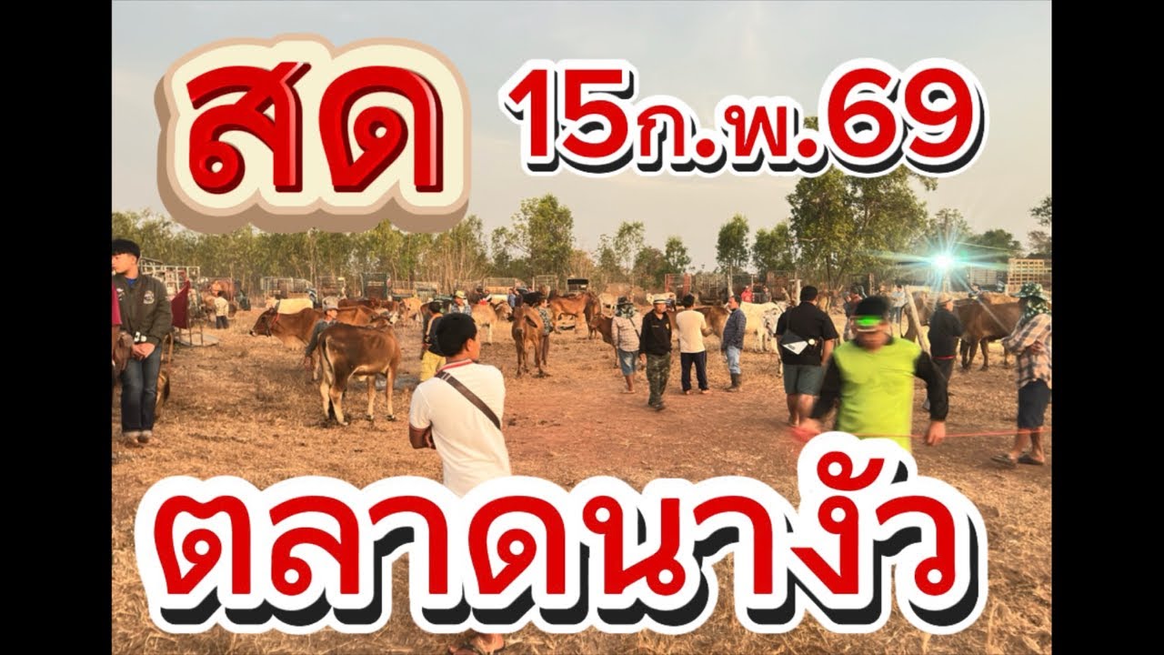 ชมบรรยากาศตลาดนัดโคกระบือนางัว อ.สว่าง จ.สกลนคร #ราคาวัววันนี้ 15/2/69