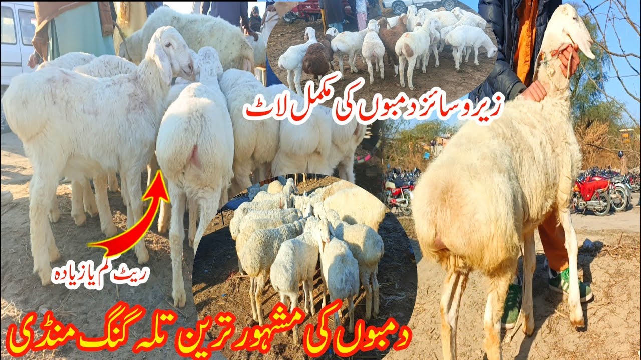 Talagang Dumba Mandi / Zero size Turkey  dumda kids rates/ Dumba Mandi -Milk Goat 13-02-2026 updates