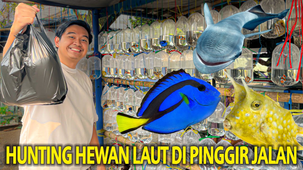 HUNTING HEWAN LAUT DIPINGGIR JALAN! BELI IKAN LAUT LAGI SETELAH AQUARIUMNYA DI BONGKAR! PASAR IKAN!