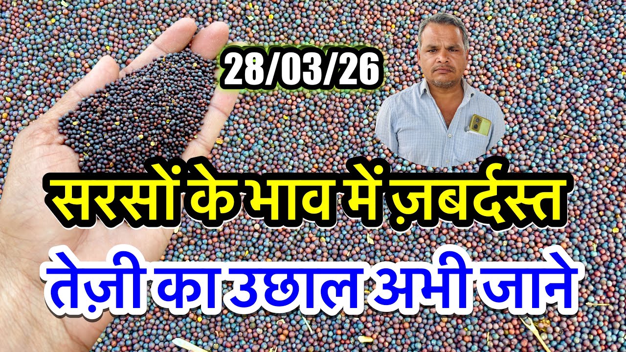 नई सरसों का ताजा भाव आज का अलवर खैरथल भरतपुर मंडी, सरसों के भाव में आया जोरदार उछाल देखें भाव #viral
