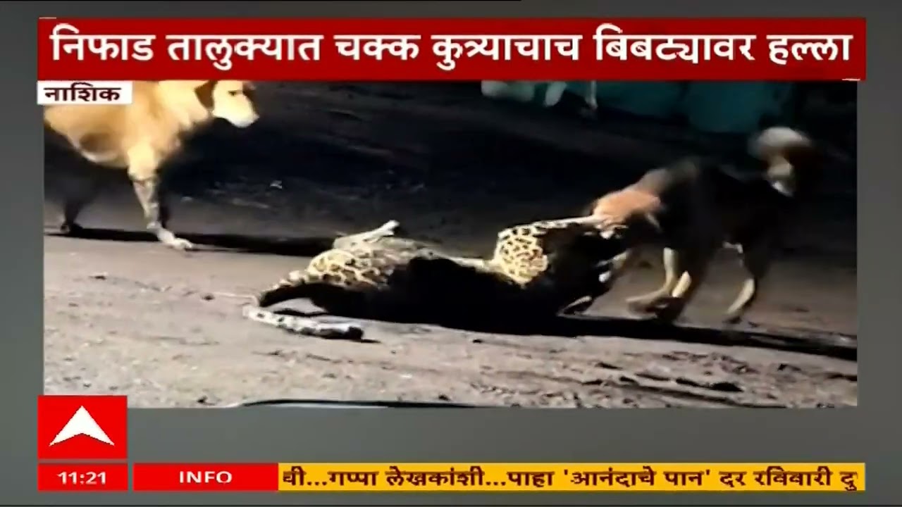 Dog Attack leopard : कुत्र्याच बिबट्यावर हल्ला, निफाड तालुक्यातील व्हिडिओ पाहाच