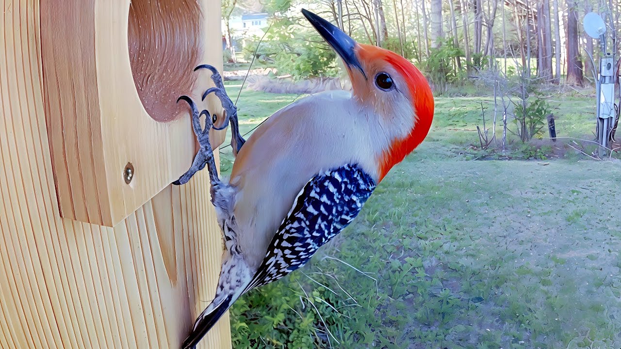 My Custom Nest Box for Red Bellied Woodpeckers