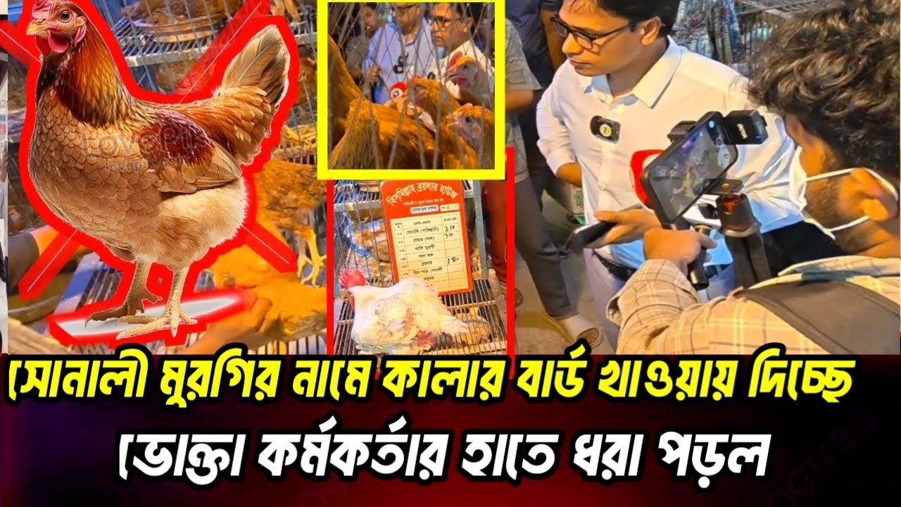 কালার বার্ডকে সোনালি মুরগি বলে বিক্রি।#assetfreeze #news #ভোক্তা_অধিকার_অভিযান 